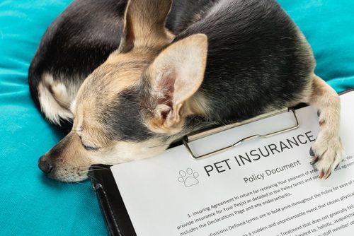 A Guide to Palm Springs Home Insurance for Dogs 1 shutterstock 2317771479 1