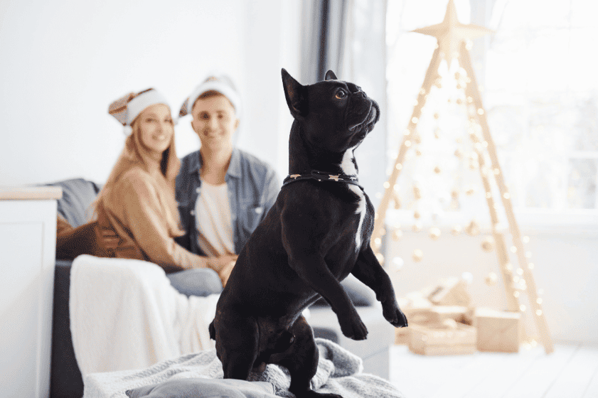 Dog Ownership And Home Insurance