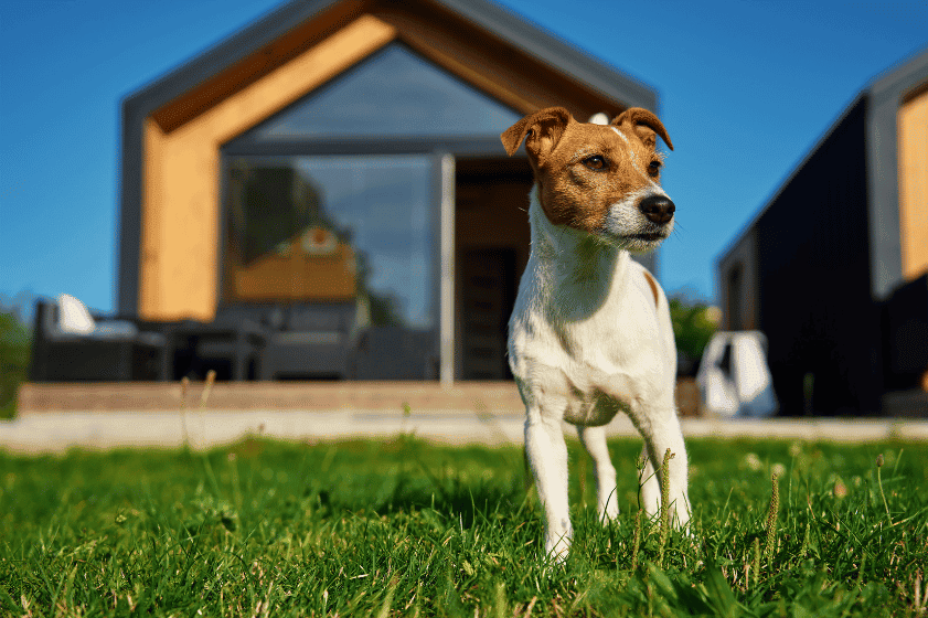 Home Insurance For Dog Owners