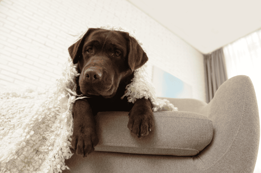 Orlando 14 Windermere Dog Friendly Home Insurance